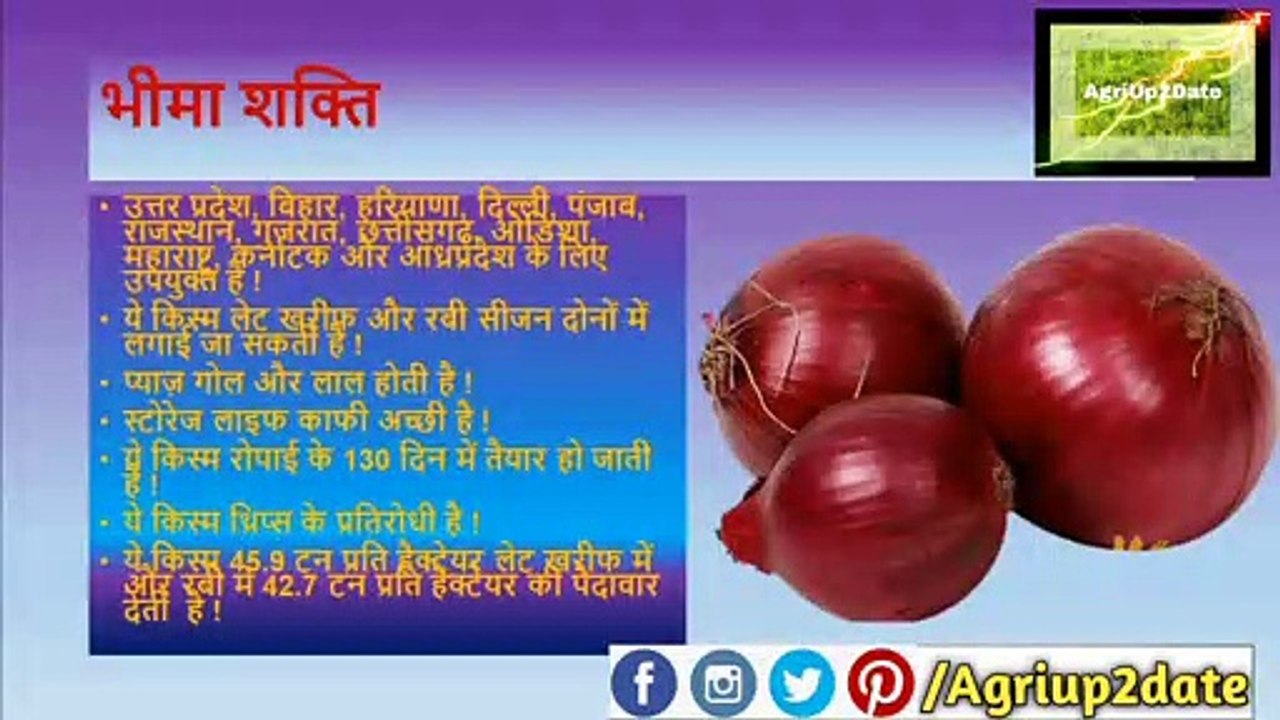 Onion_pyaz_ki_badia_varieties_प्याज़_की_सबसे_बढ़िया_किस्में__Full HD