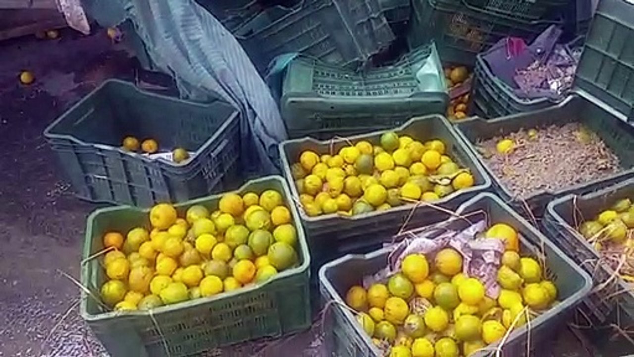 संतरे से भरा ट्रक सरिए से भरे ट्रक से टकराया, ल...
