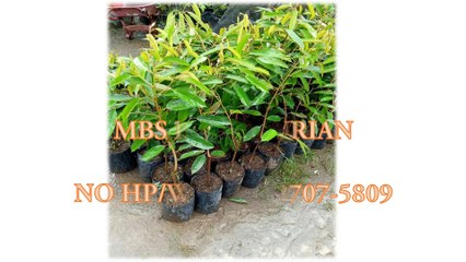 GROSIR, WA 0812-2707-5809, Bibit Durian Bawor Bogor Sulawesi Selatan