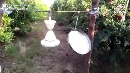 टिड्डियों की झुंड ने राजस्थान के कई ज़िलों पर फिर बोला हमला