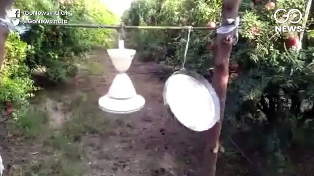 टिड्डियों की झुंड ने राजस्थान के कई ज़िलों पर फिर बोला हमला