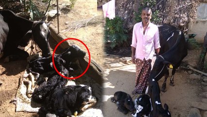 Hiriyur witnesses miracle of a cow giving birth to 3 female calves | Hiryur | Oneindia Kannada