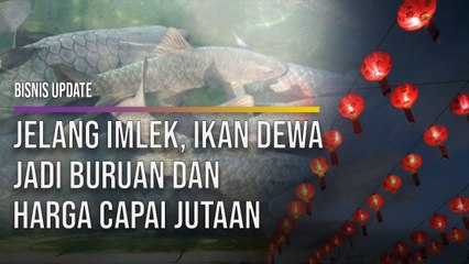 Jelang Imlek, Ikan Dewa Jadi Buruan dan Harga Capai Jutaan