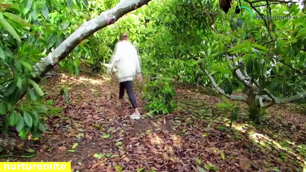 avocado oil evidence-based health benefits,Side effects,Risks,storage-Nuturemite English