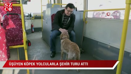 Üşüyen köpek yolcularla şehir turu attı