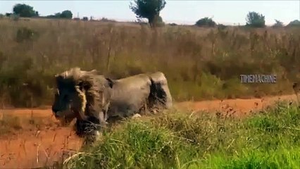 Herd Buffalos Fighting Lions