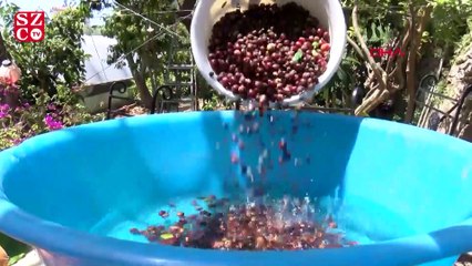 Türkiye'nin ilk ticari kahve üretimi başlıyor