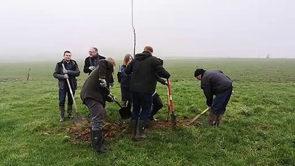 Des arbres plantés dans la prairie d'un agriculteur à Mont-Saint-Aubert