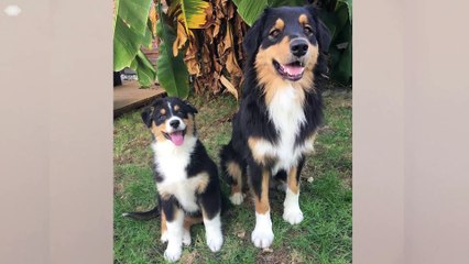 Les Chiens du Silence _ Canidea - converted with Clipchamp