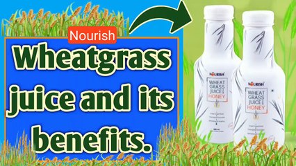 Wheatgrass Juice and its benefits | wheatgrass juice | wheatgrass drink benefits in English