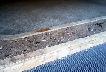 Andria: escrementi di cane abbandonati in via Genova