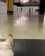 Super Excited Doggo Dives in for Airport Reunion