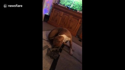 'Contortionist' dog chases tail in the weirdest way