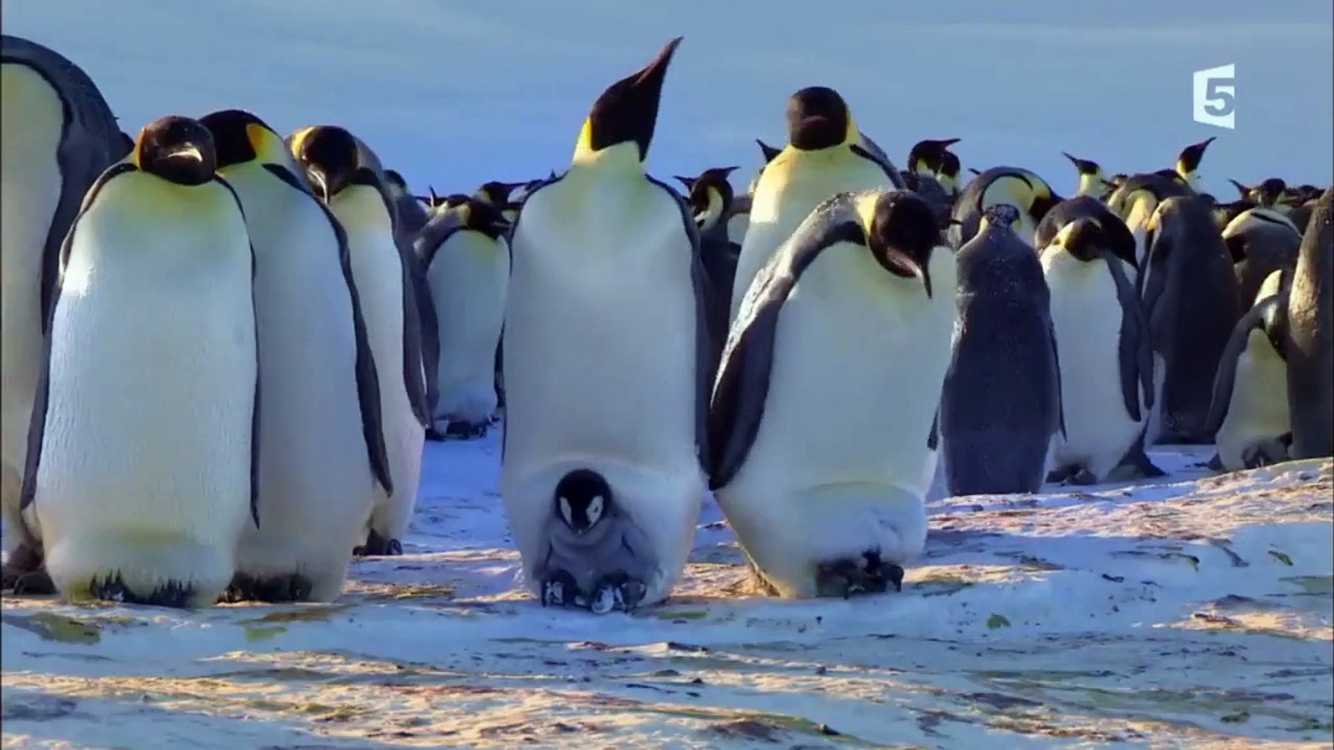 Après cette vidéo, tu n'aura plus d'excuses 🐧 #pingouin #manchot  #animauxsauvages #jaimelesanimaux #oiseau #oiseaux #animauxdroles  #animauxdecompagnie #animauxsauvages #jaimeleschiens #jaimeleschats ..., image size:1920x1080