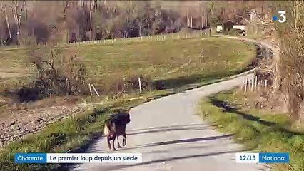 Charente : le premier loup observé depuis un siècle