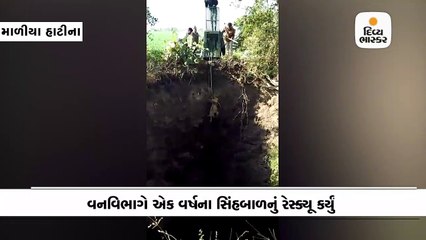 માળીયા હાટીનામાં અકસ્માતે કૂવામાં પડેલ એક વર્ષના સિંહબાળને વનવિભાગે રેસ્ક્યૂ કર્યું
