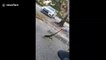 Florida teacher rescues frozen iguana from parking lot after drop in temperatures see lizards fall from trees