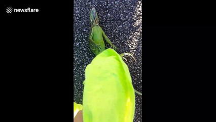 Florida man moves frozen iguana into sun as freezing temperatures paralyses lizards