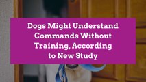 Dogs Might Understand Commands Without Training, According to New Study