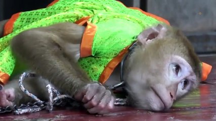 Des singes enchainés sont forcés à réaliser des numéros de cirque