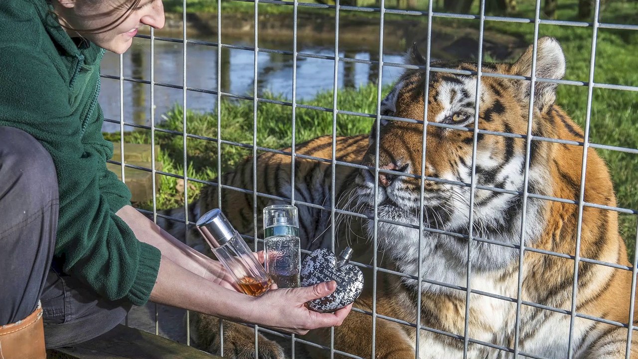 A BIG Cat's Expensive Taste!
