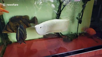 This rare albino "dragon fish" is priced at $50,000 USD in Vietnam