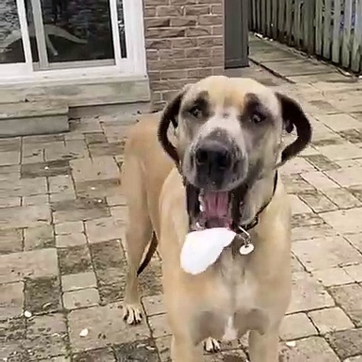 Practice Makes Perfect for Brewski