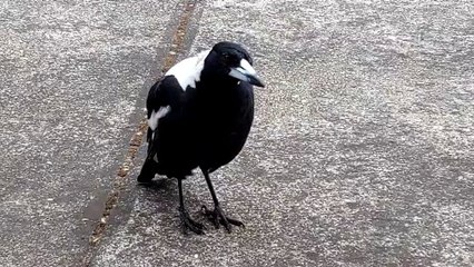 Singing Magpie Makes Sweet Sounds