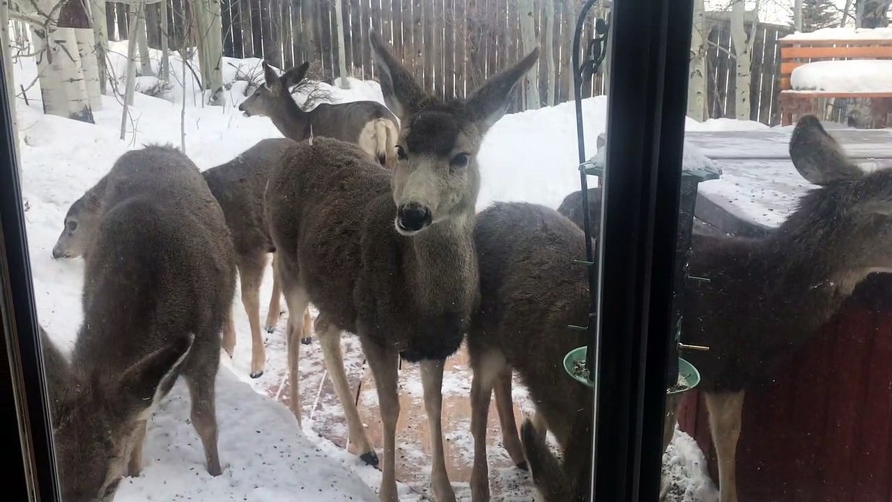 Deer Take Over the Bird feeder in the Back Yard
