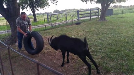 Billy Goat Plays with Tire Swing
