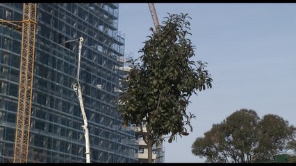 Pemët e Veliajt që nuk pastrojnë ajrin, qytetarët Më shumë ndërtohet se mbille