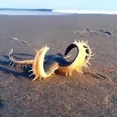 Siz hiç yürüyen deniz yıldızı gördünüz mü?