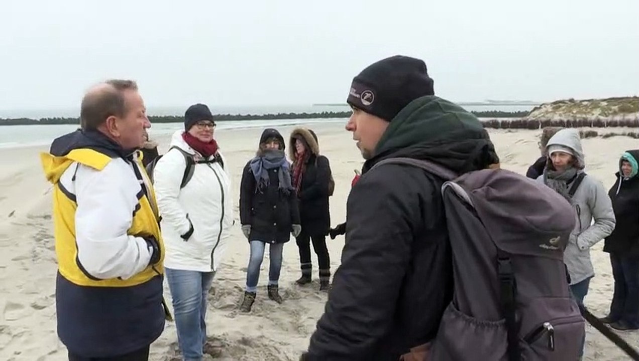 Putzigen Robben-Babys ganz nah auf Helgoland