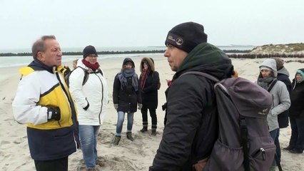 Putzigen Robben-Babys ganz nah auf Helgoland