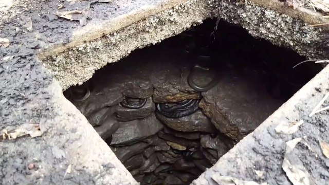 Des centaines de serpents se sont réfugiés dans ce trou pour passer l'hiver