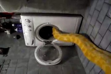 Cet énorme python fait la sieste dans le lave-linge