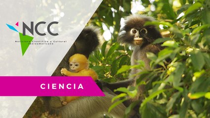 El na­ci­mien­to de un mono al­bino sor­pren­de a los cui­da­do­res de un zoo­ló­gi­co