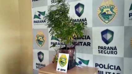 Mulher é detida com pé de maconha no Floresta