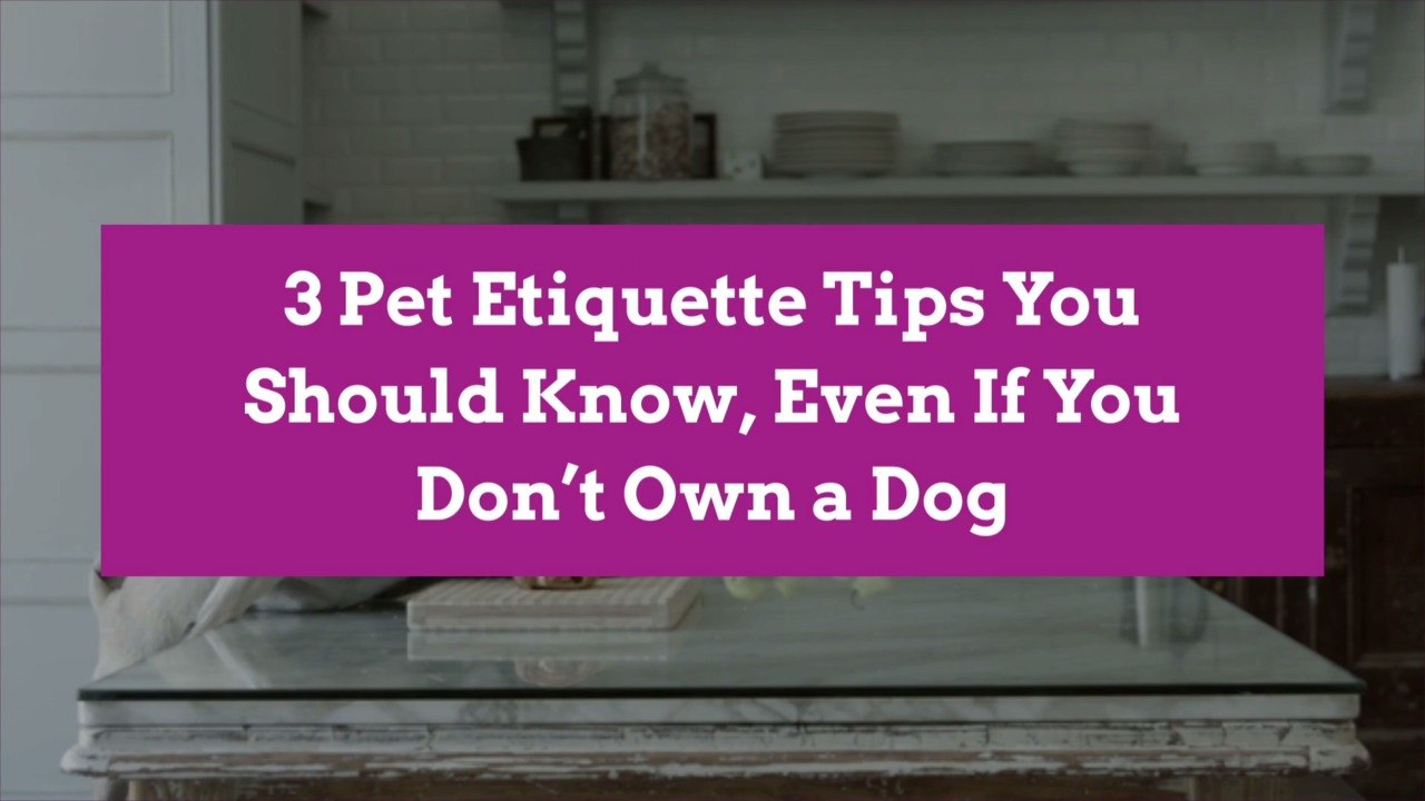 3 Pet Etiquette Tips You Should Know, Even If You Don't Own a Dog