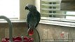 Parrot makes flatulence sounds and apologizes