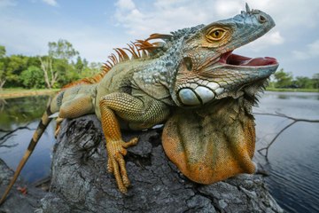 'Falling Iguana' Alert Issued in Florida as Temperatures Drop