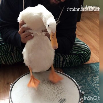 Drumming Duck Drops Beat with a Snare