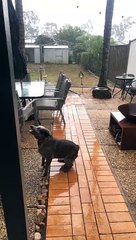 Doggo Excitedly Chases after Rain