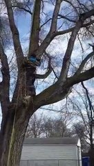 Tree Guys Save Cat