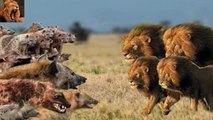 Big Battle.  Lion vs Hyena Fighting. Leones vs Hienas Salvajes