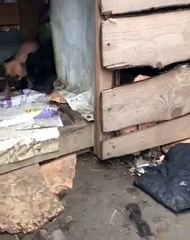 Kahvaltı sütüne yetişmek için depara kalkıp süt banyosu yapan köpekçik 