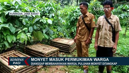 下载视频: 80 Ekor Monyet Ditangkapi BKSDA Jawa Barat, Karena Menyerang Warga