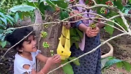 coffee pruning at coorg || coorg scotland of karnataka