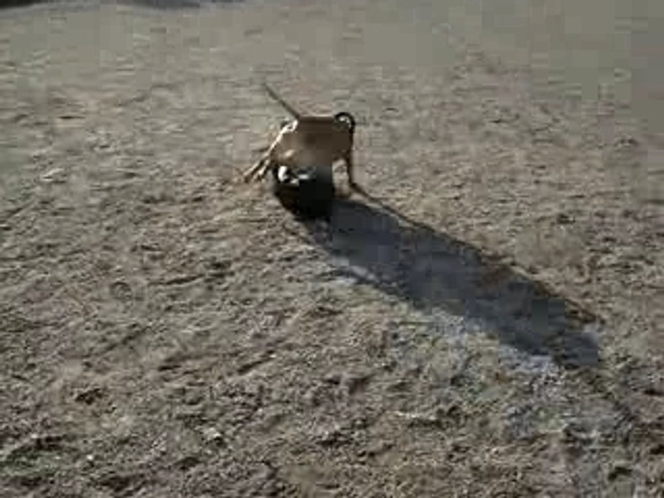 Balade du 12 fevrier 2008 021