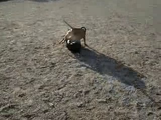 Balade du 12 fevrier 2008 021